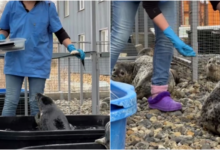 Photo of В реабилитационном центре для тюленей малышей учат правильно кушать