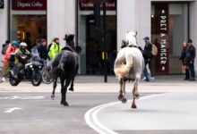 Photo of В Лондоне лошади сбежали от гвардейцев и проскакали по городу