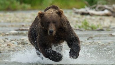 Photo of Как быстро бегают медведи и могут ли обогнать машину