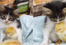 Photo of Котёнок случайно подружился с цыпленком