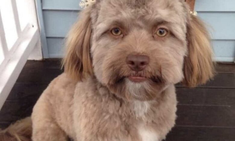 Photo of Морда пса пугающе похожа на лицо человека